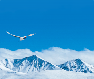 青海鳥類圖鑒網(wǎng)站設(shè)計(jì)